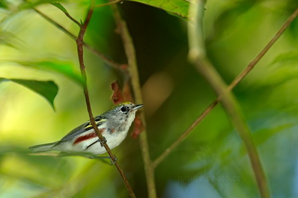 Lesňáček žlutotemenný (Setophaga pensylvanica), Lesňáček žlutotemenný (Setophaga pensylvanica) Chestnut-sided Warbler, Autor: Ondřej Prosický | NaturePhoto.cz, Model: Canon EOS-1D X, Objektiv: EF400mm f/2.8L IS II USM +1.4x, stativ Gitzo, Clona: 5.6, Doba expozice: 1/200 s, ISO: 1000, Kompenzace expozice: -1/3, Blesk: Ano, Vytvořeno: 16. února 2013 10:28:50, Dominical (Kostarika)