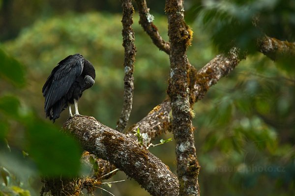 Kondor havranovitý (Coragyps atratus), Kondor havranovitý (Coragyps atratus) Black Vulture, Autor: Ondřej Prosický | NaturePhoto.cz, Model: Canon EOS-1D X, Objektiv: EF400mm f/2.8L IS II USM +2x III, stativ Gitzo, Clona: 6.3, Doba expozice: 1/160 s, ISO: 1000, Kompenzace expozice: -1 2/3, Blesk: Ne, Vytvořeno: 10. února 2013 16:54:37, Savegre, Cordillera de Talamanca (Kostarika)