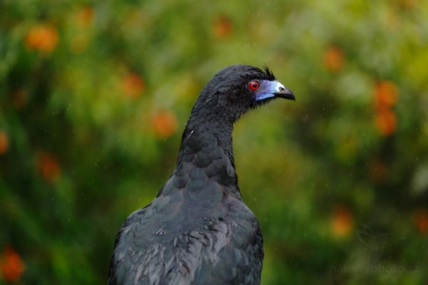 Guan černý (Chamaepetes unicolor), Guan černý (Chamaepetes unicolor) Black Guan, Autor: Ondřej Prosický | NaturePhoto.cz, Model: Canon EOS 6D, Objektiv: EF100mm f/2.8L Macro IS USM, stativ Gitzo, Clona: 3.2, Doba expozice: 1/640 s, ISO: 1600, Kompenzace expozice: -1/3, Blesk: Ne, Vytvořeno: 8. prosince 2012 10:02:34, Zeměpisná délka: 84° 09&#039; 43" Z, Zeměpisná šířka: 10° 12&#039; 12" S, La Paz, Cordillera de Talamanca (Kostarika)