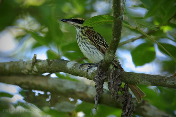 Tyran skvrnitý (Myiodynastes maculatus), Tyran skvrnitý (Myiodynastes maculatus) Streaked Flycatcher, Autor: Ondřej Prosický | NaturePhoto.cz, Model: Canon EOS-1D X, Objektiv: EF400mm f/2.8L IS II USM +1.4x, stativ Gitzo, Clona: 7.1, Doba expozice: 1/160 s, ISO: 1250, Kompenzace expozice: +2/3, Blesk: Ano, Vytvořeno: 16. února 2013 12:09:15, Dominical (Kostarika)