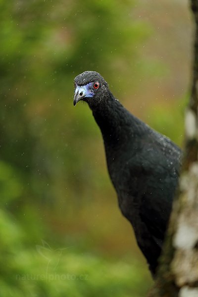 Guan černý (Chamaepetes unicolor), Guan černý (Chamaepetes unicolor) Black Guan, Autor: Ondřej Prosický | NaturePhoto.cz, Model: Canon EOS 6D, Objektiv: EF100mm f/2.8L Macro IS USM, stativ Gitzo, Clona: 2.8, Doba expozice: 1/800 s, ISO: 1600, Kompenzace expozice: -1/3, Blesk: Ne, Vytvořeno: 8. prosince 2012 10:01:23, Zeměpisná délka: 84° 09&#039; 43" Z, Zeměpisná šířka: 10° 12&#039; 12" S, La Paz (Kostarika)