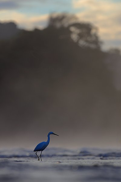 Volavka bělostná (Egretta thula), Volavka bělostná (Egretta thula) Snowy Egret, Autor: Ondřej Prosický | NaturePhoto.cz, Model: Canon EOS-1D X, Objektiv: EF400mm f/2.8L IS II USM, stativ Gitzo, Clona: 7.1, Doba expozice: 1/400 s, ISO: 200, Kompenzace expozice: 0, Blesk: Ne, Vytvořeno: 14. prosince 2012 6:21:42, Dominical (Kostarika)