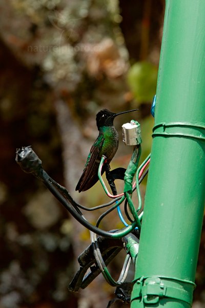 Kolibřík skvostný (Eugenes fulgens), Kolibřík skvostný (Eugenes fulgens) Magnificent Hummingbird, Autor: Ondřej Prosický | NaturePhoto.cz, Model: Canon EOS-1D X, Objektiv: EF400mm f/2.8L IS II USM +1.4x, stativ Gitzo, Clona: 10, Doba expozice: 1/500 s, ISO: 800, Kompenzace expozice: -2/3, Blesk: Ne, Vytvořeno: 13. února 2013 10:24:51, Savegre, Cordillera de Talamanca (Kostarika)