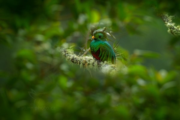 Kvesal chocholatý (Pharomachrus mocinno), Kvesal chocholatý (Pharomachrus mocinno) Resplendent Quetzal, Autor: Ondřej Prosický | NaturePhoto.cz, Model: Canon EOS-1D X, Objektiv: EF400mm f/2.8L IS II USM +2x III, stativ Gitzo, Clona: 7.1, Doba expozice: 1/20 s, ISO: 200, Kompenzace expozice: 0, Blesk: Ne, Vytvořeno: 13. prosince 2012 7:00:21, Savegre, Cordillera de Talamanca (Kostarika)