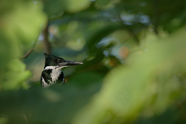 Rybařík amazonský (Chloroceryle amazona), Rybařík amazonský (Chloroceryle amazona) Amazon Kingfisher, Autor: Ondřej Prosický | NaturePhoto.cz, Model: Canon EOS-1D X, Objektiv: EF400mm f/2.8L IS II USM +2x III, stativ Gitzo, Clona: 8.0, Doba expozice: 1/800 s, ISO: 1600, Kompenzace expozice: -1 2/3, Blesk: Ano, Vytvořeno: 18. prosince 2012 16:19:12, RNVS Caño Negro (Kostarika)