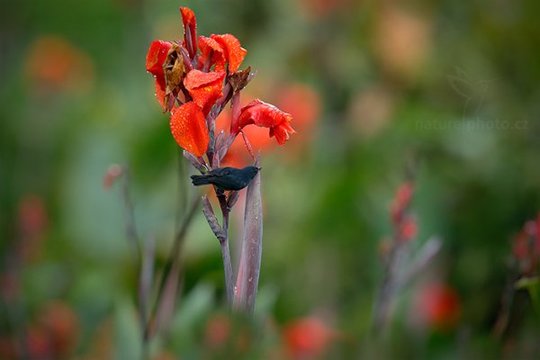 Háčkozobec pacifický (Diglossa plumbea), Háčkozobec pacifický (Diglossa plumbea) Slaty Flower-piercer, Autor: Ondřej Prosický | NaturePhoto.cz, Model: Canon EOS-1D X, Objektiv: EF400mm f/2.8L IS II USM, stativ Gitzo, Clona: 4.5, Doba expozice: 1/400 s, ISO: 1000, Kompenzace expozice: +1/3, Blesk: Ne, Vytvořeno: 8. prosince 2012 16:14:00, La Paz, Cordillera de Talamanca (Kostarika)