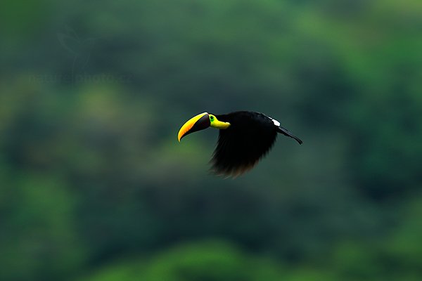 Tukan hnědohřbetý (Ramphastos swainsonii), Tukan hnědohřbetý (Ramphastos swainsonii) Chesnut-mandibled Toucan, Autor: Ondřej Prosický | NaturePhoto.cz, Model: Canon EOS-1D X, Objektiv: EF400mm f/2.8L IS II USM +2x III, stativ Gitzo, Clona: 7.1, Doba expozice: 1/200 s, ISO: 640, Kompenzace expozice: -1, Blesk: Ne, Vytvořeno: 14. prosince 2012 15:43:58, Dominical (Kostarika)