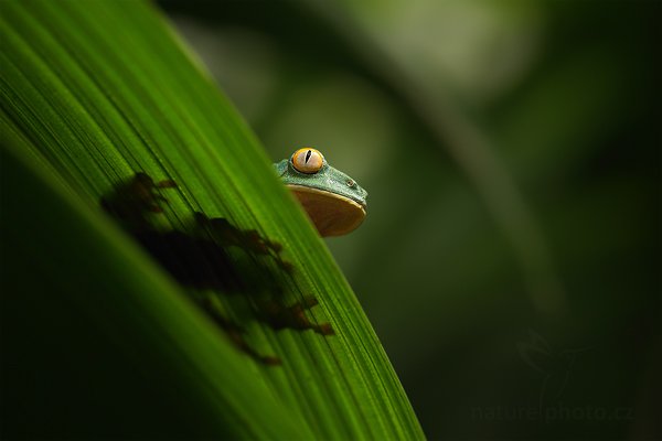 Listovnice ostruhatá (Cruziohyla calcarifer), Listovnice ostruhatá (Cruziohyla calcarifer) Golden-eyed leaf frog, Autor: Ondřej Prosický | NaturePhoto.cz, Model: Canon EOS 6D, Objektiv: EF100mm f/2.8L Macro IS USM, stativ Gitzo, Clona: 4.5, Doba expozice: 1/125 s, ISO: 1600, Kompenzace expozice: -2/3, Blesk: Ne, Vytvořeno: 8. prosince 2012 12:00:32, La Paz (Kostarika)