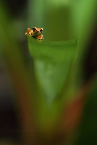 zatím neurčeno, zatím neurčeno, Autor: Ondřej Prosický | NaturePhoto.cz, Model: Canon EOS 6D, Objektiv: EF100mm f/2.8L Macro IS USM, stativ Gitzo, Clona: 4.5, Doba expozice: 1/40 s, ISO: 1600, Kompenzace expozice: -1/3, Blesk: Ne, Vytvořeno: 8. prosince 2012 16:29:19, Zeměpisná délka: 84° 09&#039; 45" Z, Zeměpisná šířka: 10° 12&#039; 16" S, Nadmořská výška: 1497.00 metrů, La Paz (Kostarika)