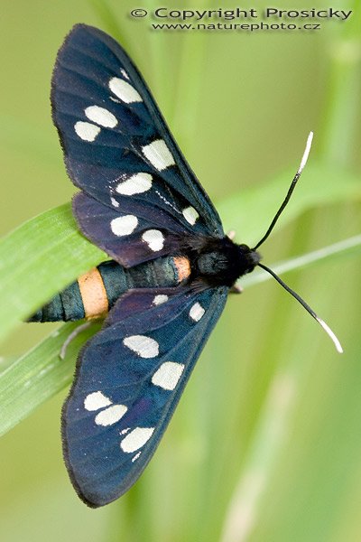 Běloskvrnáč pampeliškový (Syntomis phegea), Běloskvrnáč pampeliškový (Syntomis phegea), bieloškvrnáč púpavcový, Autor: Ondřej Prosický, Model aparátu: Canon EOS 20D, Objektiv: Canon EF 100mm f/2.8 Macro USM, Ohnisková vzdálenost: 100.00 mm, fotografováno z ruky, Clona: 4.00, Doba expozice: 1/80 s, ISO: 400, Vyvážení expozice: 0.00, Blesk: Ne, Vytvořeno: 3. července 2005 10:23:24, Pod Děvínem, Pálava