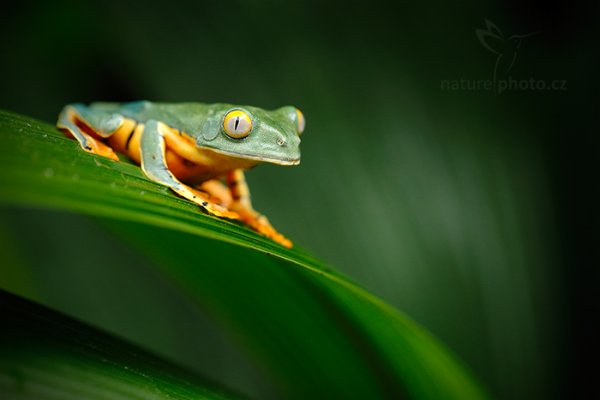 Listovnice ostruhatá (Cruziohyla calcarifer), Listovnice ostruhatá (Cruziohyla calcarifer) Golden-eyed leaf frog, Autor: Ondřej Prosický | NaturePhoto.cz, Model: Canon EOS 6D, Objektiv: EF100mm f/2.8L Macro IS USM, stativ Gitzo, Clona: 4.5, Doba expozice: 1/100 s, ISO: 1600, Kompenzace expozice: -2/3, Blesk: Ne, Vytvořeno: 8. prosince 2012 11:59:27, La Paz, Cordillera de Talamanca (Kostarika)