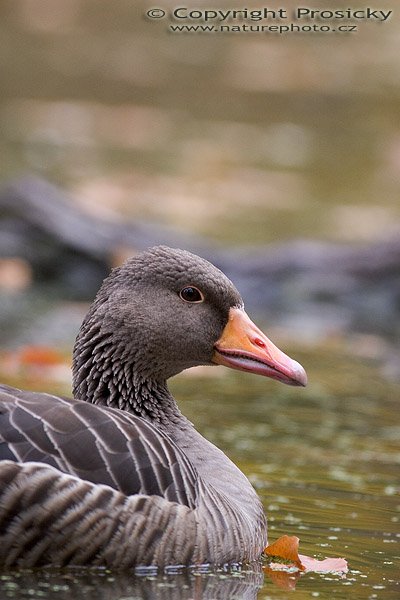 Husa velká (Anser anser), Autor: Ondřej Prosický, Model aparátu: Canon EOS 20D, Objektiv: Canon EF 400mm f/5.6 L USM, stativ Manfrotto 190B + 141RC, Ohnisková vzdálenost: 400.00 mm, Režim měření expozice: Průměr, Clona: 5.60, Doba expozice: 1/400 s, ISO: 800, Vyvážení expozice: 0.33, Blesk: Ne, Vytvořeno: 23. října 2005 14:25:19, Vrchotovy Janovice (ČR)