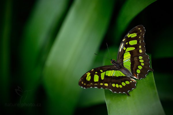 Siproeta stelenes, Siproeta stelenes, Malachite, Autor: Ondřej Prosický | NaturePhoto.cz, Model: Canon EOS-1D X, Objektiv: EF100mm f/2.8L Macro IS USM, stativ Gitzo, Clona: 3.2, Doba expozice: 1/320 s, ISO: 400, Kompenzace expozice: 0, Blesk: Ne, Vytvořeno: 9. února 2013 10:31:11, La Paz, Cordillera de Talamanca (Kostarika)