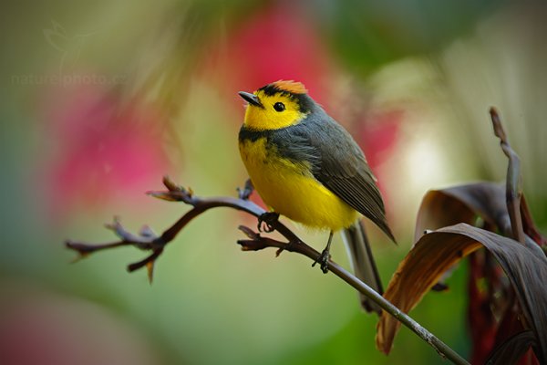 Lesňáček obojkový (Myioborus torquatus), Lesňáček obojkový (Myioborus torquatus) Collared Redstart, Autor: Ondřej Prosický | NaturePhoto.cz, Model: Canon EOS-1D X, Objektiv: Canon EF 400mm f/2.8 L IS II USM, stativ Gitzo, Clona: 5.6, Doba expozice: 1/80 s, ISO: 800, Kompenzace expozice: 0, Blesk: Ne, Vytvořeno: 10. února 2013 10:44:40, Savegre, Cordillera de Talamanca (Kostarika)