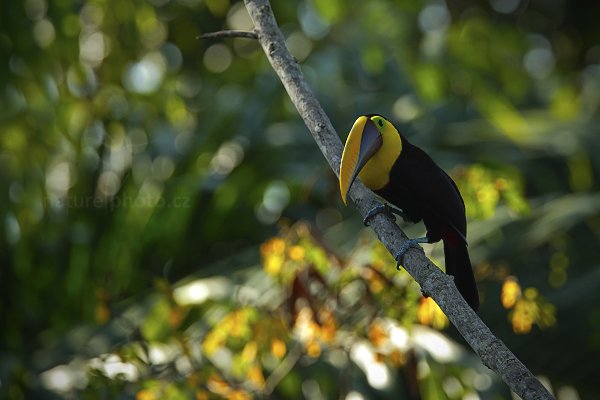 Tukan hnědohřbetý (Ramphastos swainsonii), Tukan hnědohřbetý (Ramphastos swainsonii) Chesnut-mandibled Toucan, Autor: Ondřej Prosický | NaturePhoto.cz, Model: Canon EOS-1D X, Objektiv: EF400mm f/2.8L IS II USM +1.4x, stativ Gitzo, Clona: 5.0, Doba expozice: 1/500 s, ISO: 400, Kompenzace expozice: 0, Blesk: Ne, Vytvořeno: 15. února 2013 8:00:57, Dominical (Kostarika)