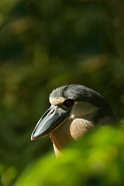 Volavčík člunozobý (Cochlearius cochlearius), Volavčík člunozobý (Cochlearius cochlearius) Boat-billed Heron, Autor: Ondřej Prosický | NaturePhoto.cz, Model: Canon EOS-1D X, Objektiv: EF400mm f/2.8L IS II USM +2x III, stativ Gitzo, Clona: 8.0, Doba expozice: 1/400 s, ISO: 800, Kompenzace expozice: -1 2/3, Blesk: Ano, Vytvořeno: 18. prosince 2012 15:46:42, RNVS Cano Negro (Kostarika)