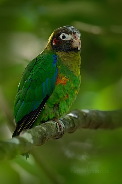 Amazónek hnědohlavý (Pionopsitta haematotis), Amazónek hnědohlavý (Pionopsitta haematotis) Brown-hooded Parrot, Autor: Ondřej Prosický | NaturePhoto.cz, Model: Canon EOS-1D X, Objektiv: EF400mm f/2.8L IS II USM +2x III, stativ Gitzo, Clona: 6.3, Doba expozice: 1/30 s, ISO: 500, Kompenzace expozice: -1 1/3, Blesk: Ne, Vytvořeno: 9. února 2013 9:43:43, La Paz, Cordillera de Talamanca (Kostarika)