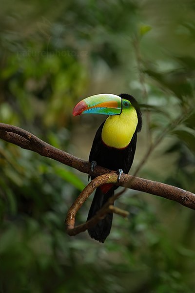 Tukan žlutoprsý (Ramphastos sulfuratus), Tukan žlutoprsý (Ramphastos sulfuratus) Keel-billed Toucan, Autor: Ondřej Prosický | NaturePhoto.cz, Model: Canon EOS-1D X, Objektiv: EF400mm f/2.8L IS II USM, stativ Gitzo, Clona: 2.8, Doba expozice: 1/640 s, ISO: 2000, Kompenzace expozice: +2/3, Blesk: Ano, Vytvořeno: 8. prosince 2012 9:44:12, La Paz (Kostarika)