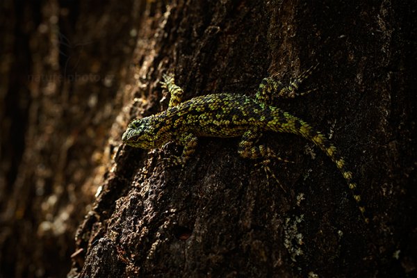 Leguánek malachitový (Sceloporus malachiticus), Leguánek malachitový (Sceloporus malachiticus) Emerald swift, Autor: Ondřej Prosický | NaturePhoto.cz, Model: Canon EOS-1D X, Objektiv: EF100mm f/2.8L Macro IS USM, stativ Gitzo, Clona: 5.6, Doba expozice: 1/320 s, ISO: 1000, Kompenzace expozice: -2/3, Blesk: Ano, Vytvořeno: 11. února 2013 13:25:24, Savegre, Cordillera de Talamanca (Kostarika)