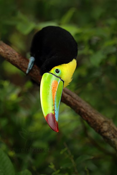 Tukan žlutoprsý (Ramphastos sulfuratus), Tukan žlutoprsý (Ramphastos sulfuratus) Keel-billed Toucan, Autor: Ondřej Prosický | NaturePhoto.cz, Model: Canon EOS 6D, Objektiv: EF100mm f/2.8L Macro IS USM, stativ Gitzo, Clona: 4.0, Doba expozice: 1/160 s, ISO: 1600, Kompenzace expozice: -1/3, Blesk: Ne, Vytvořeno: 8. prosince 2012 9:50:52, Zeměpisná délka: 84° 09&#039; 42" Z, Zeměpisná šířka: 10° 12&#039; 11" S, La Paz (Kostarika)