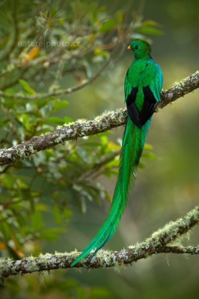 Kvesal chocholatý (Pharomachrus mocinno), Kvesal chocholatý (Pharomachrus mocinno) Resplendent Quetzal, Autor: Ondřej Prosický | NaturePhoto.cz, Model: Canon EOS-1D X, Objektiv: EF400mm f/2.8L IS II USM, stativ Gitzo, Clona: 3.5, Doba expozice: 1/125 s, ISO: 2500, Kompenzace expozice: -1/3, Blesk: Ne, Vytvořeno: 13. prosince 2012 5:58:41, Savegre, Cordillera de Talamanca (Kostarika)