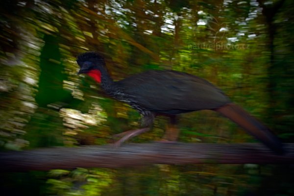 Guan chocholatý (Penelope purpurascens), Guan chocholatý (Penelope purpurascens) Crested Guan, Autor: Ondřej Prosický | NaturePhoto.cz, Model: Canon EOS-1D X, Objektiv: EF24mm f/1.4L II USM, stativ Gitzo, Clona: 6.3, Doba expozice: 1/15 s, ISO: 2000, Kompenzace expozice: -1, Blesk: Ne, Vytvořeno: 8. února 2013 15:09:38, La Paz, Cordillera de Talamanca (Kostarika)