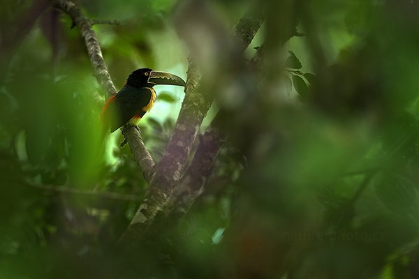 Arassari obojkový (Pteroglossus torquatus), Arassari obojkový (Pteroglossus torquatus) Collared Aracari, Autor: Ondřej Prosický | NaturePhoto.cz, Model: Canon EOS-1D X, Objektiv: EF400mm f/2.8L IS II USM, stativ Gitzo, Clona: 2.8, Doba expozice: 1/500 s, ISO: 500, Kompenzace expozice: +1/3, Blesk: Ano, Vytvořeno: 9. prosince 2012 11:31:54, Turrialba, Cordillera de Talamanca (Kostarika)