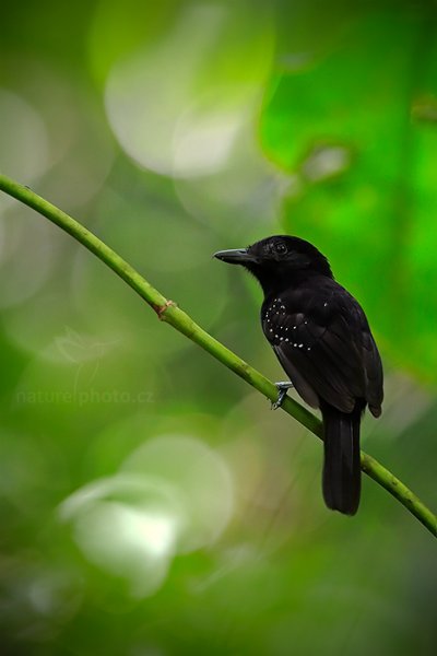 Mravenčík střízlikovitý (Myrmotherula schisticolor), Mravenčík střízlikovitý (Myrmotherula schisticolor) Slaty Antwren, Autor: Ondřej Prosický | NaturePhoto.cz, Model: Canon EOS-1D X, Objektiv: EF400mm f/2.8L IS II USM, stativ Gitzo, Clona: 4.5, Doba expozice: 1/100 s, ISO: 1000, Kompenzace expozice: -1/3, Blesk: Ne, Vytvořeno: 15. prosince 2012 10:12:35, Dominical (Kostarika)