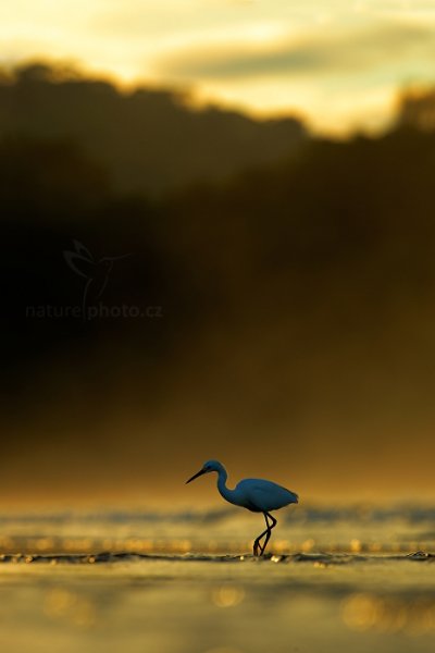 Volavka bělostná (Egretta thula), Volavka bělostná (Egretta thula) Snowy Egret, Autor: Ondřej Prosický | NaturePhoto.cz, Model: Canon EOS-1D X, Objektiv: EF400mm f/2.8L IS II USM, stativ Gitzo, Clona: 7.1, Doba expozice: 1/320 s, ISO: 200, Kompenzace expozice: 0, Blesk: Ne, Vytvořeno: 14. prosince 2012 6:22:12, Dominical (Kostarika)