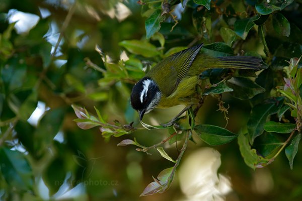 Tangara hnědobílá (Chlorospingus pileatus), Tangara hnědobílá (Chlorospingus pileatus) Sooty-capped Bush Tanager, Autor: Ondřej Prosický | NaturePhoto.cz, Model: Canon EOS-1D X, Objektiv: EF400mm f/2.8L IS II USM +1.4x, stativ Gitzo, Clona: 5.0, Doba expozice: 1/640 s, ISO: 800, Kompenzace expozice: -1/3, Blesk: Ano, Vytvořeno: 13. prosince 2012 9:58:28, Savegre, Cordillera de Talamanca (Kostarika)