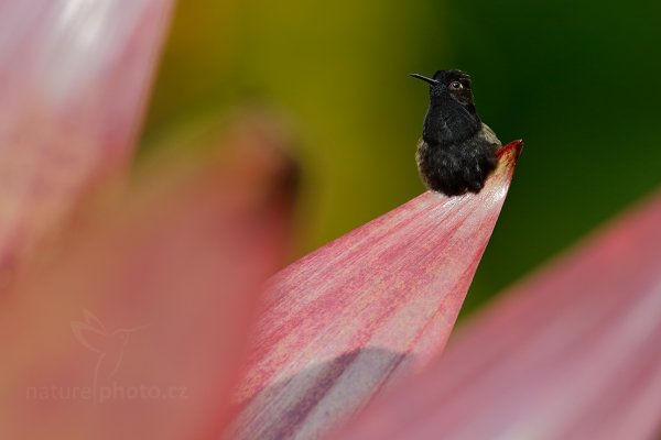 Kolibřík kostarický (Eupherusa nigriventris), Kolibřík kostarický (Eupherusa nigriventris) Black-Bellied Hummingbird, Autor: Ondřej Prosický | NaturePhoto.cz, Model: Canon EOS-1D X, Objektiv: EF400mm f/2.8L IS II USM, stativ Gitzo, Clona: 5.0, Doba expozice: 1/1250 s, ISO: 800, Kompenzace expozice: +2/3, Blesk: Ne, Vytvořeno: 8. prosince 2012 15:13:26, La Paz, Cordillera de Talamanca (Kostarika)