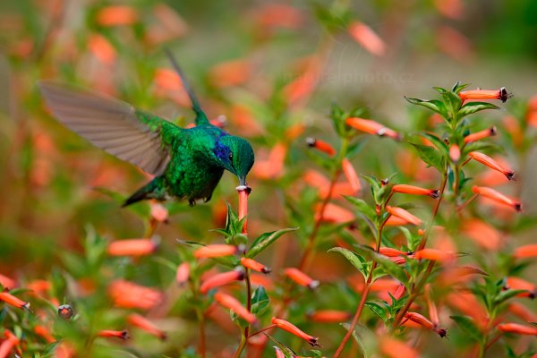 Kolibřík zelený (Colibri thalassinus), Kolibřík zelený (Colibri thalassinus) Green Violet-ear, Autor: Ondřej Prosický | NaturePhoto.cz, Model: Canon EOS-1D X, Objektiv: EF400mm f/2.8L IS II USM +1.4x, stativ Gitzo, Clona: 5.0, Doba expozice: 1/640 s, ISO: 1000, Kompenzace expozice: -1, Blesk: Ne, Vytvořeno: 11. února 2013 16:49:27, Savegre, Cordillera de Talamanca (Kostarika)