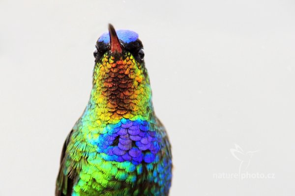 Kolibřík ohnivobradý (Panterpe insignis), Kolibřík ohnivobradý (Panterpe insignis) Fiery-throated Hummingbird, Autor: Ondřej Prosický | NaturePhoto.cz, Model: Canon EOS-1D X, Objektiv: EF400mm f/2.8L IS II USM +1.4x, stativ Gitzo, Clona: 6.3, Doba expozice: 1/400 s, ISO: 800, Kompenzace expozice: +2/3, Blesk: Ne, Vytvořeno: 13. prosince 2012 13:32:04, Savegre, Cordillera de Talamanca (Kostarika)