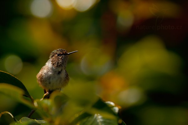 Kolibřík vulkánový (Selasphorus flammula), Kolibřík vulkánový (Selasphorus flammula) Volcano Hummingbird, Autor: Ondřej Prosický | NaturePhoto.cz, Model: Canon EOS-1D X, Objektiv: EF400mm f/2.8L IS II USM +2x III, stativ Gitzo, Clona: 6.3, Doba expozice: 1/1250 s, ISO: 400, Kompenzace expozice: -1 1/3, Blesk: Ne, Vytvořeno: 11. února 2013 9:37:55, Savegre, Cordillera de Talamanca (Kostarika)