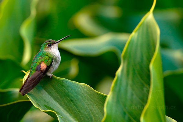 Kolibřík páskoocasý (Eupherusa eximia), Kolibřík páskoocasý (Eupherusa eximia) Stripe-tailed Hummingbird, Autor: Ondřej Prosický | NaturePhoto.cz, Model: Canon EOS-1D X, Objektiv: EF400mm f/2.8L IS II USM +2x III, stativ Gitzo, Clona: 8.0, Doba expozice: 1/80 s, ISO: 1600, Kompenzace expozice: -1 2/3, Blesk: Ne, Vytvořeno: 10. února 2013 17:12:28, Savegre, Cordillera de Talamanca (Kostarika)