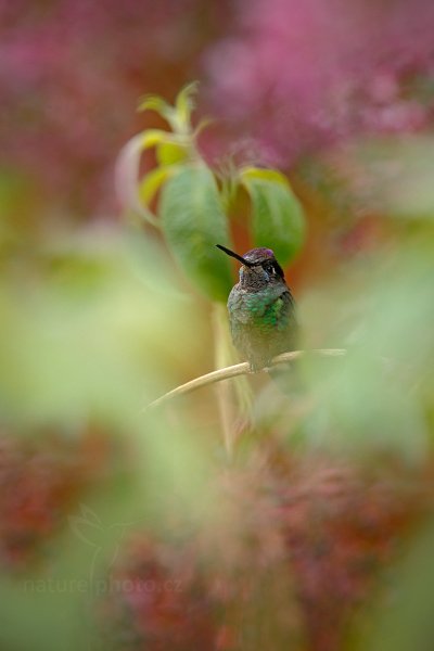 Kolibřík skvostný (Eugenes fulgens), Kolibřík skvostný (Eugenes fulgens) Magnificent Hummingbird, Autor: Ondřej Prosický | NaturePhoto.cz, Model: Canon EOS-1D X, Objektiv: EF400mm f/2.8L IS II USM, stativ Gitzo, Clona: 8.0, Doba expozice: 1/125 s, ISO: 1600, Kompenzace expozice: +1/3, Blesk: Ne, Vytvořeno: 11. prosince 2012 16:24:20, Savegre, Cordillera de Talamanca (Kostarika)