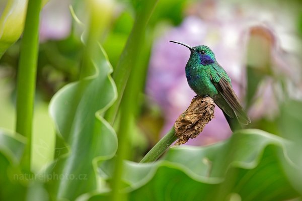 Kolibřík zelený (Colibri thalassinus), Kolibřík zelený (Colibri thalassinus) Green Violet-ear, Autor: Ondřej Prosický | NaturePhoto.cz, Model: Canon EOS-1D X, Objektiv: EF400mm f/2.8L IS II USM, stativ Gitzo, Clona: 8.0, Doba expozice: 1/250 s, ISO: 1600, Kompenzace expozice: 0, Blesk: Ano, Vytvořeno: 12. prosince 2012 13:11:00, Savegre, Cordillera de Talamanca (Kostarika)