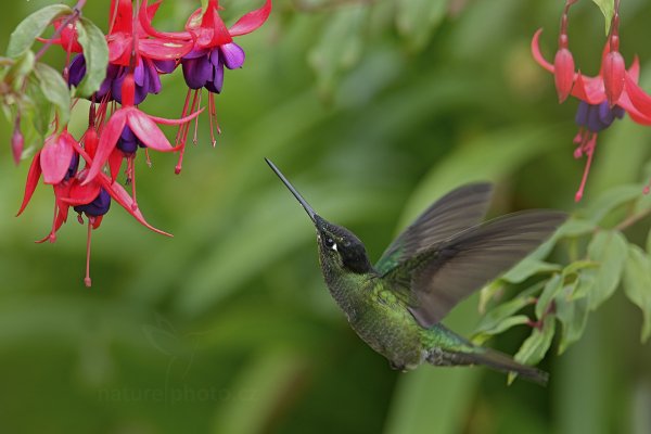 Kolibřík skvostný (Eugenes fulgens), Kolibřík skvostný (Eugenes fulgens) Magnificent Hummingbird, Autor: Ondřej Prosický | NaturePhoto.cz, Model: Canon EOS-1D X, Objektiv: EF400mm f/2.8L IS II USM +1.4x, stativ Gitzo, Clona: 7.1, Doba expozice: 1/400 s, ISO: 800, Kompenzace expozice: 0, Blesk: Ano, Vytvořeno: 12. prosince 2012 11:10:58, Savegre, Cordillera de Talamanca (Kostarika)