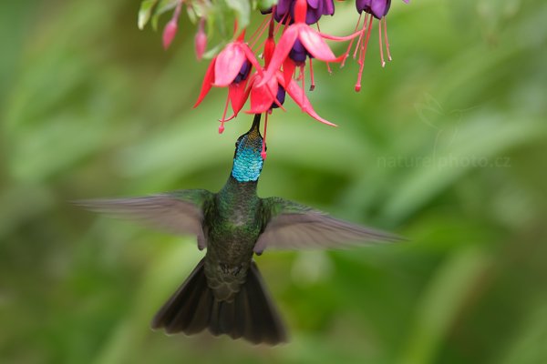 Kolibřík skvostný (Eugenes fulgens), Kolibřík skvostný (Eugenes fulgens) Magnificent Hummingbird, Autor: Ondřej Prosický | NaturePhoto.cz, Model: Canon EOS-1D X, Objektiv: EF400mm f/2.8L IS II USM +1.4x, stativ Gitzo, Clona: 7.1, Doba expozice: 1/400 s, ISO: 800, Kompenzace expozice: 0, Blesk: Ne, Vytvořeno: 12. prosince 2012 11:10:20, Savegre, Cordillera de Talamanca (Kostarika)