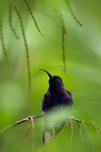 Kolibřík fialkový (Campylopterus hemileucurus)