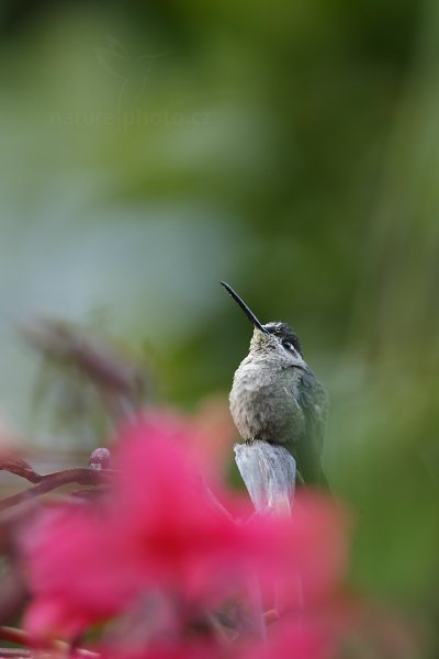 Kolibřík skvostný (Eugenes fulgens), Kolibřík skvostný (Eugenes fulgens) Magnificent Hummingbird, Autor: Ondřej Prosický | NaturePhoto.cz, Model: Canon EOS-1D X, Objektiv: EF400mm f/2.8L IS II USM +2x III, stativ Gitzo, Clona: 6.3, Doba expozice: 1/160 s, ISO: 1250, Kompenzace expozice: -1, Blesk: Ne, Vytvořeno: 11. prosince 2012 16:38:26, Savegre, Cordillera de Talamanca (Kostarika)