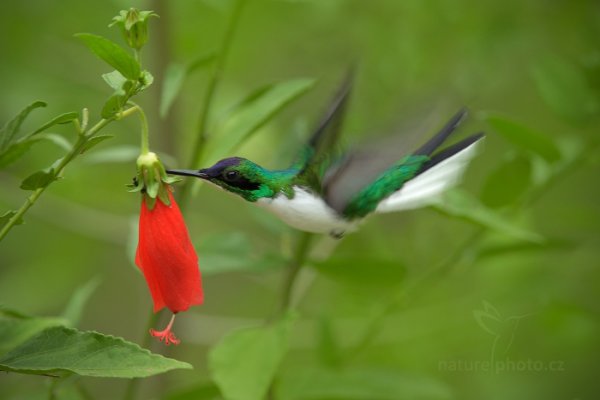 Kolibřík purpurotemenný (Heliothryx barroti), Kolibřík purpurotemenný (Heliothryx barroti) Purple-crowned Fairy, Autor: Ondřej Prosický | NaturePhoto.cz, Model: Canon EOS-1D X, Objektiv: EF400mm f/2.8L IS II USM +1.4x, stativ Gitzo, Clona: 6.3, Doba expozice: 1/200 s, ISO: 500, Kompenzace expozice: 0, Blesk: Ne, Vytvořeno: 15. prosince 2012 14:13:15, Dominical (Kostarika)