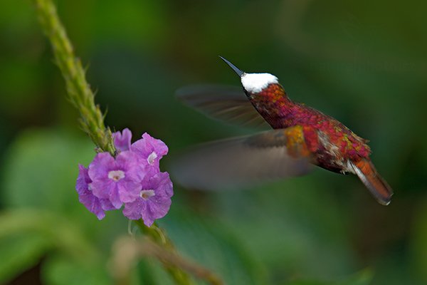 Kolibřík běločelý (Microchera albocoronata), Kolibřík běločelý (Microchera albocoronata) Snowcap, Autor: Ondřej Prosický | NaturePhoto.cz, Model: Canon EOS-1D X, Objektiv: EF400mm f/2.8L IS II USM +1.4x, stativ Gitzo, Clona: 4.0, Doba expozice: 1/400 s, ISO: 1250, Kompenzace expozice: 0, Blesk: Ne, Vytvořeno: 10. prosince 2012 15:35:43, Turrialba, Cordillera de Talamanca (Kostarika)