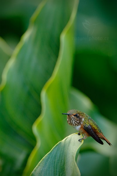 Kolibřík jiskřivý (Selasphorus scintilla), Kolibřík jiskřivý (Selasphorus scintilla) Scintillant Hummingbird, Autor: Ondřej Prosický | NaturePhoto.cz, Model: Canon EOS-1D X, Objektiv: EF400mm f/2.8L IS II USM +2x III, stativ Gitzo, Clona: 7.1, Doba expozice: 1/125 s, ISO: 1600, Kompenzace expozice: -1 2/3, Blesk: Ne, Vytvořeno: 10. února 2013 17:13:12, Savegre, Cordillera de Talamanca (Kostarika)