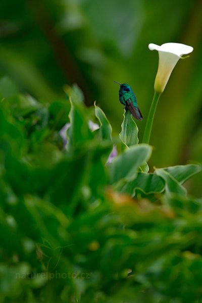 Kolibřík zelený (Colibri thalassinus), Kolibřík zelený (Colibri thalassinus) Green Violet-ear, Autor: Ondřej Prosický | NaturePhoto.cz, Model: Canon EOS-1D X, Objektiv: EF400mm f/2.8L IS II USM, stativ Gitzo, Clona: 5.0, Doba expozice: 1/1600 s, ISO: 1000, Kompenzace expozice: -1/3, Blesk: Ne, Vytvořeno: 12. února 2013 13:34:18, Savegre, Cordillera de Talamanca (Kostarika)