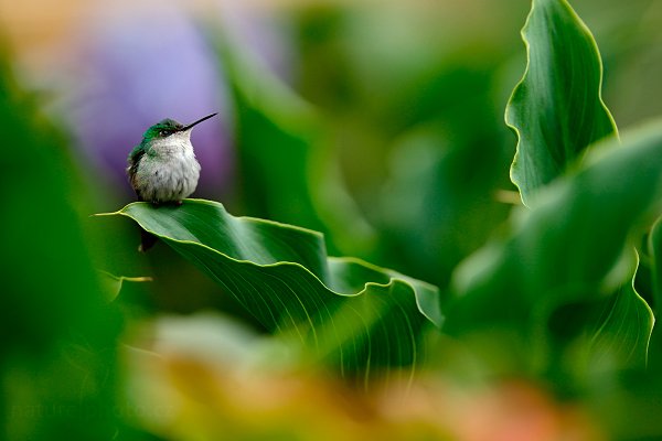 Kolibřík páskoocasý (Eupherusa eximia), Kolibřík páskoocasý (Eupherusa eximia) Stripe-tailed Hummingbird, Autor: Ondřej Prosický | NaturePhoto.cz, Model: Canon EOS-1D X, Objektiv: EF400mm f/2.8L IS II USM, stativ Gitzo, Clona: 4.0, Doba expozice: 1/125 s, ISO: 500, Kompenzace expozice: -1/3, Blesk: Ne, Vytvořeno: 12. února 2013 15:02:57, Savegre, Cordillera de Talamanca (Kostarika)