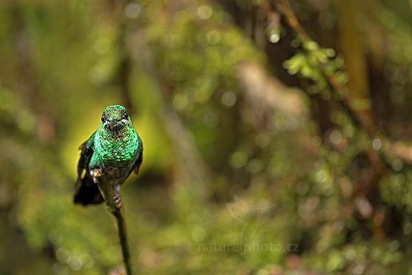 Kolibřík zelenotemenný (Heliodoxa jacula), Kolibřík zelenotemenný (Heliodoxa jacula) Green-crowned Brilliant, Autor: Ondřej Prosický | NaturePhoto.cz, Model: Canon EOS 6D, Objektiv: EF100mm f/2.8L Macro IS USM, stativ Gitzo, Clona: 3.2, Doba expozice: 1/500 s, ISO: 1600, Kompenzace expozice: -1/3, Blesk: Ne, Vytvořeno: 8. prosince 2012 10:18:56, Zeměpisná délka: 84° 09&#039; 43" Z, Zeměpisná šířka: 10° 12&#039; 14" S, RNVS Caño Negro (Kostarika)