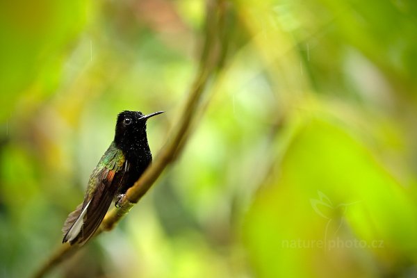 Kolibřík kostarický (Eupherusa nigriventris), Kolibřík kostarický (Eupherusa nigriventris) Black-Bellied Hummingbird, Autor: Ondřej Prosický | NaturePhoto.cz, Model: Canon EOS 6D, Objektiv: EF100mm f/2.8L Macro IS USM, stativ Gitzo, Clona: 3.2, Doba expozice: 1/200 s, ISO: 800, Kompenzace expozice: 0, Blesk: Ne, Vytvořeno: 8. prosince 2012 10:32:38, Zeměpisná délka: 84° 09&#039; 43" Z, Zeměpisná šířka: 10° 12&#039; 13" S, Turrialba, Cordillera de Talamanca (Kostarika)