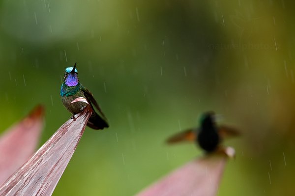 Kolibřík fialovohrdlý (Lampornis calolaema), Kolibřík fialovohrdlý (Lampornis calolaema) Purple-throated Mountain-gem, Autor: Ondřej Prosický | NaturePhoto.cz, Model: Canon EOS-1D X, Objektiv: EF400mm f/2.8L IS II USM, stativ Gitzo, Clona: 4.5, Doba expozice: 1/250 s, ISO: 800, Kompenzace expozice: +2/3, Blesk: Ne, Vytvořeno: 8. prosince 2012 12:12:32, La Paz, Cordillera de Talamanca (Kostarika)