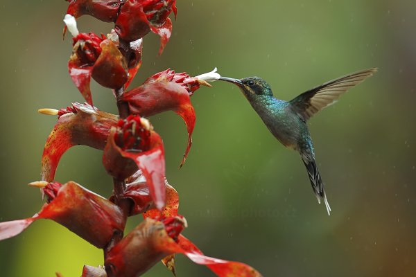 Kolibřík šedobřichý (Phaethornis guy), Kolibřík šedobřichý (Phaethornis guy) Green Hermit, Autor: Ondřej Prosický | NaturePhoto.cz, Model: Canon EOS-1D X, Objektiv: EF400mm f/2.8L IS II USM, stativ Gitzo, Clona: 4.0, Doba expozice: 1/640 s, ISO: 1250, Kompenzace expozice: 0, Blesk: Ne, Vytvořeno: 8. prosince 2012 8:54:13, La Paz, Cordillera de Talamanca (Kostarika)